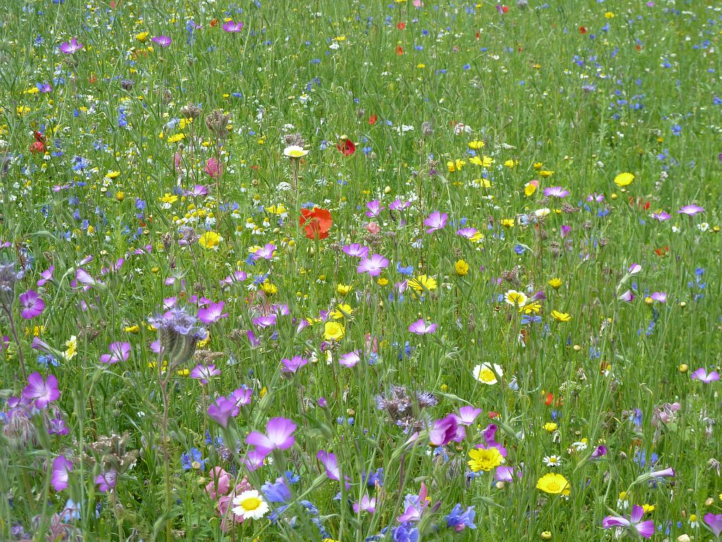 De Boelelaan - Amsterdam