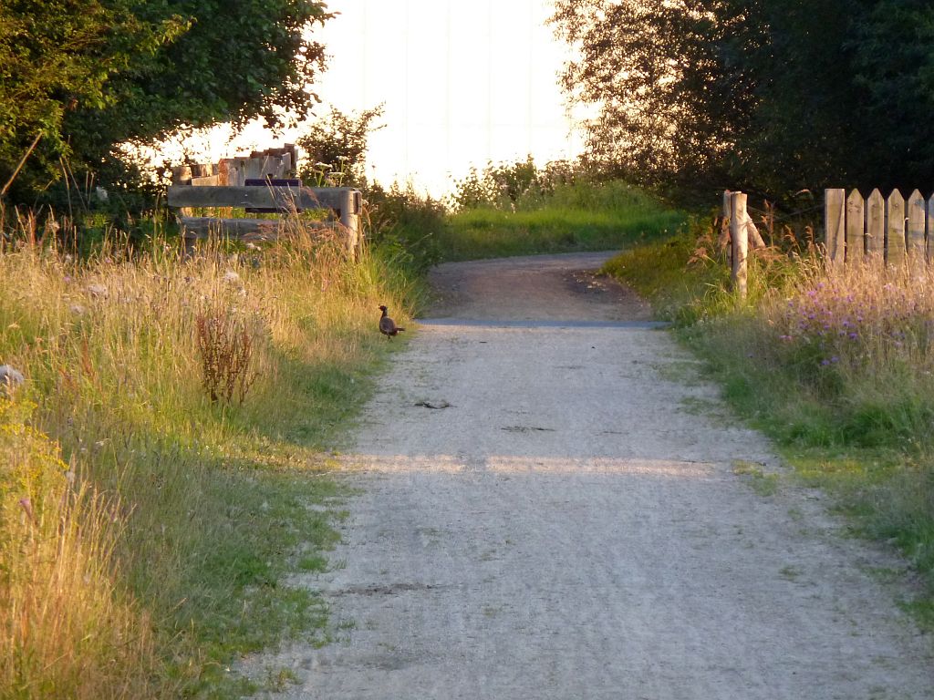 Schinkelbos - Amsterdam