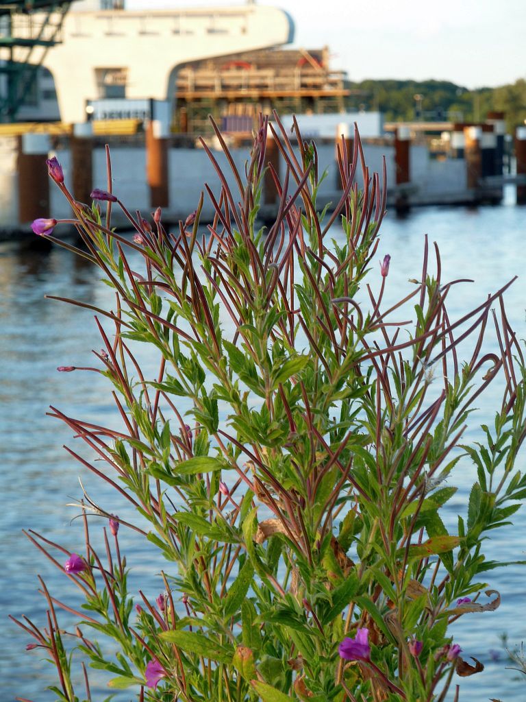 Mr. Jac. Takkade - Ringvaart van de Haarlemmermeerpolder - Amsterdam