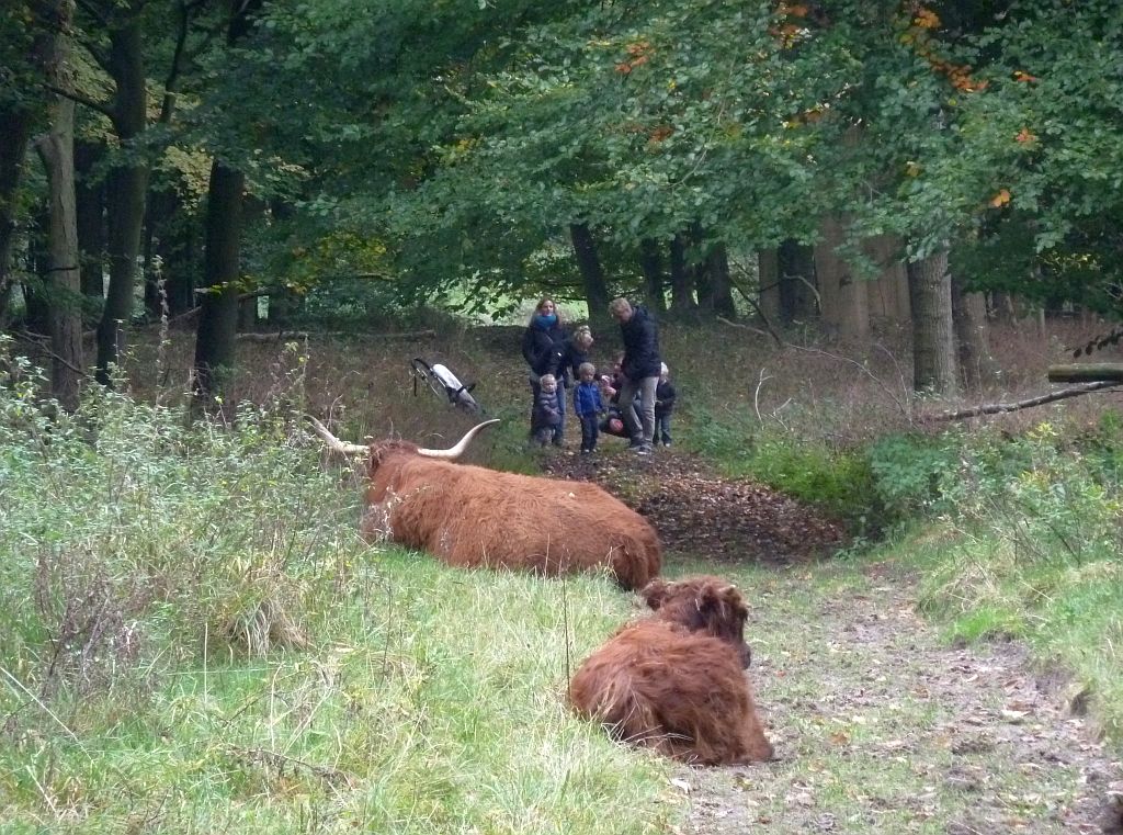 Schotse Hooglanders - Amsterdam