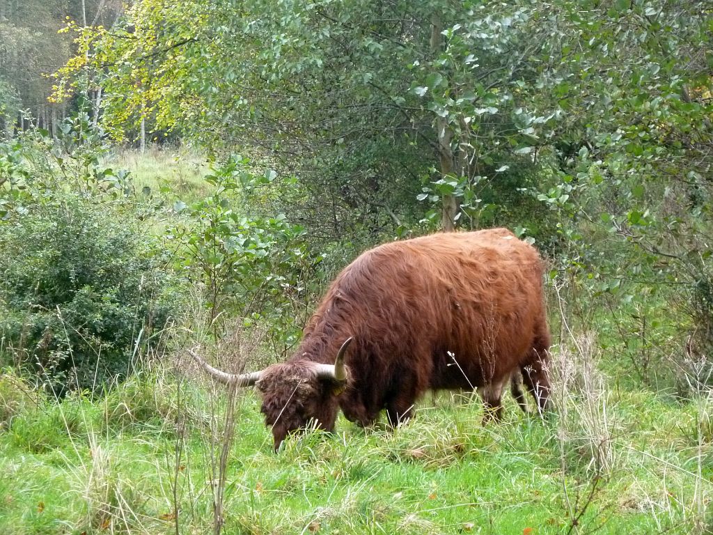 Schotse Hooglanders - Amsterdam