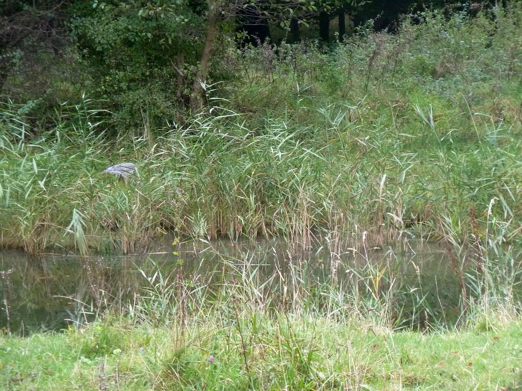 Begrazingsgebied - Amsterdam