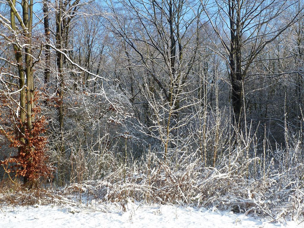 Schipholdijk - Amsterdam
