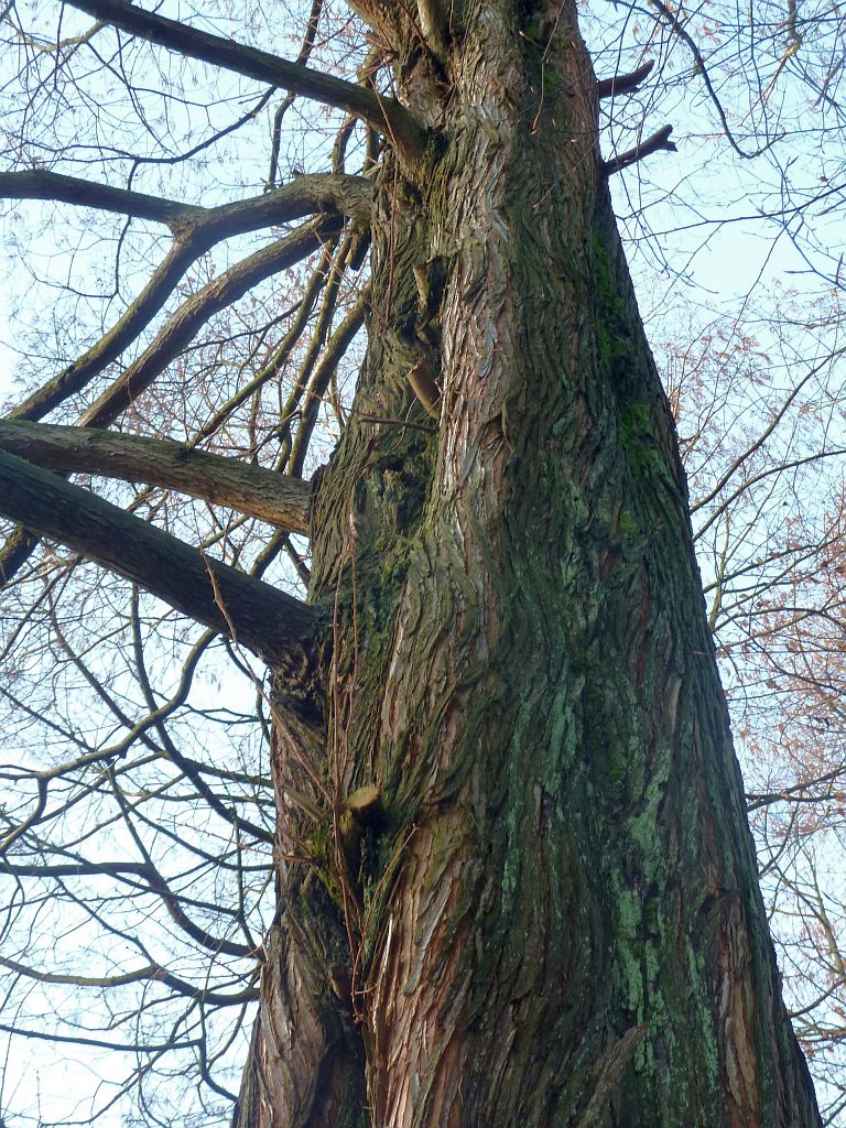 Giant Sequoia - Amsterdam