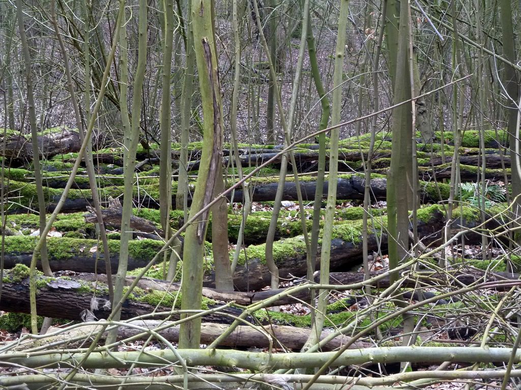 Tussen het Openluchttheater en Brug 522 - Amsterdam