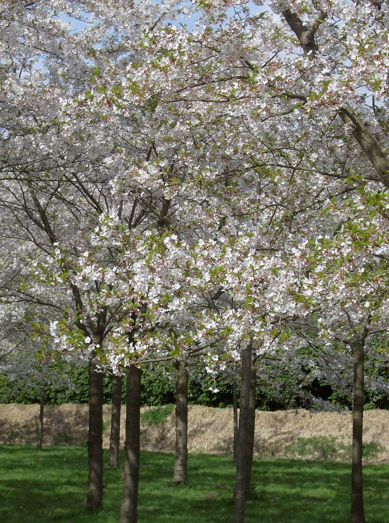 Bloesempark - Amsterdam