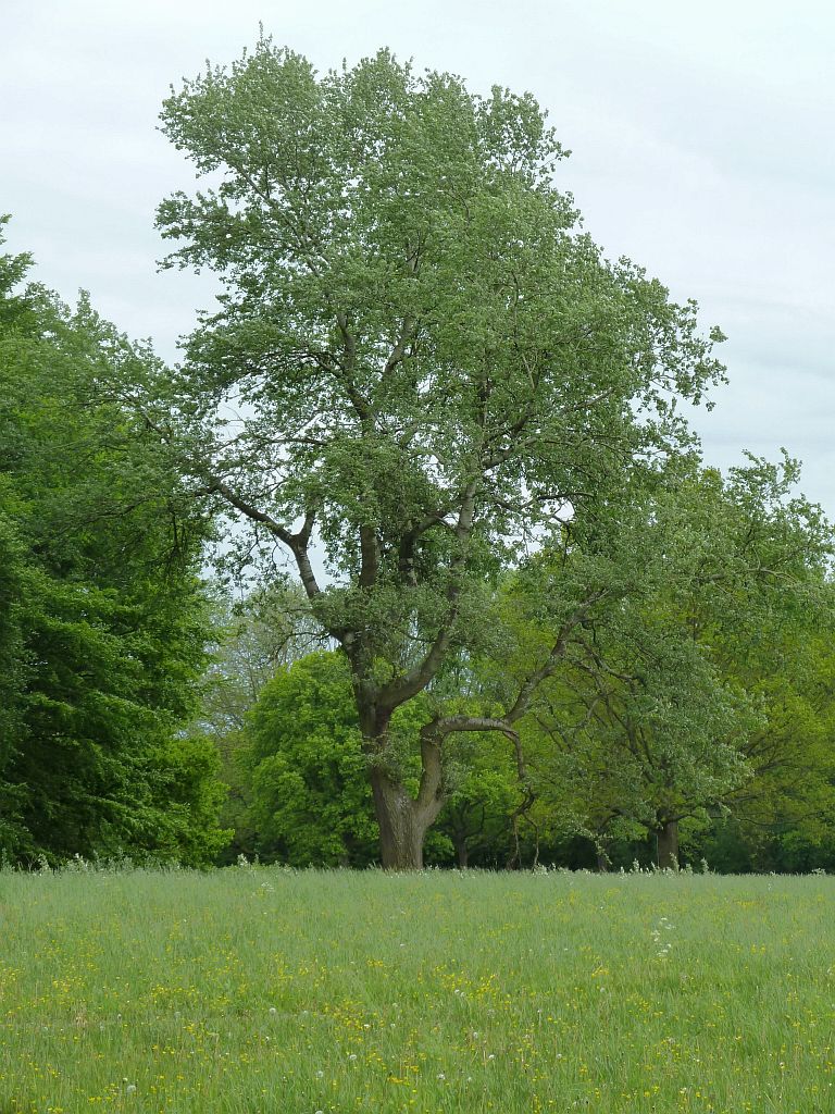 Paardenpicknick - Amsterdam