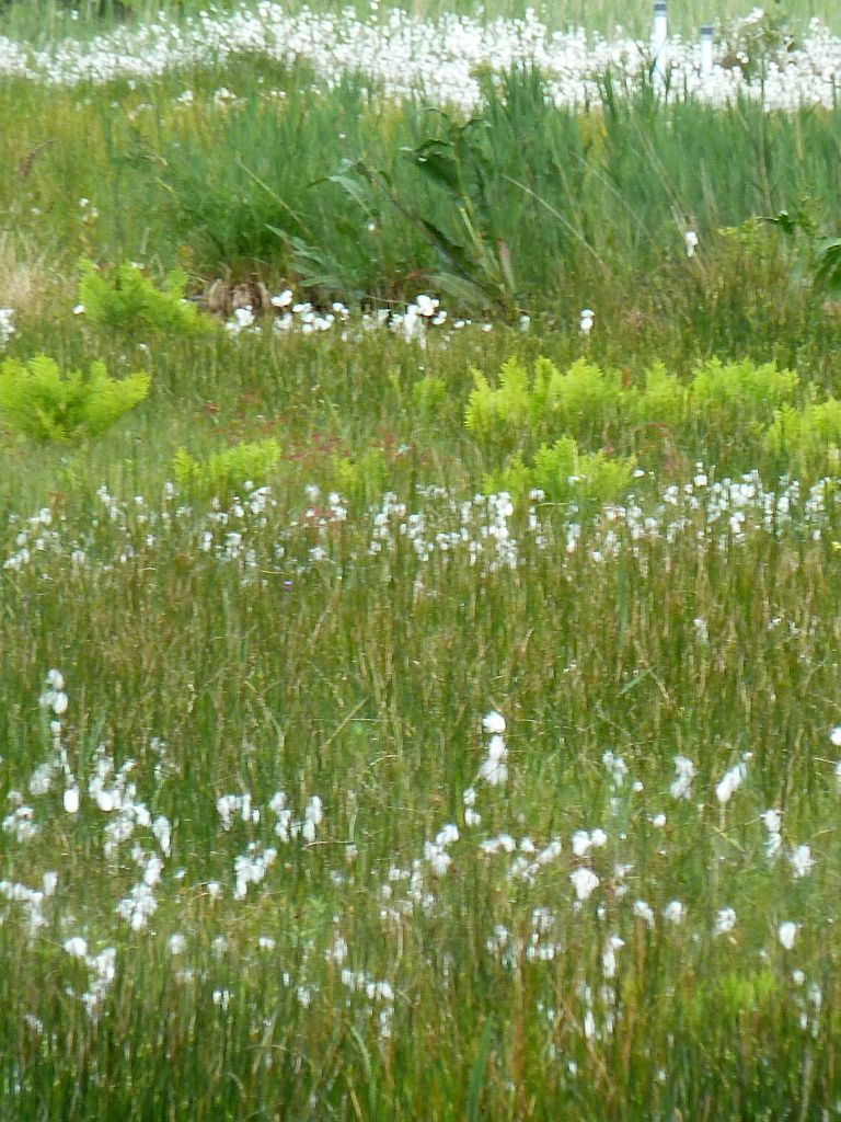 Oeverlanden De Poel - Amsterdam
