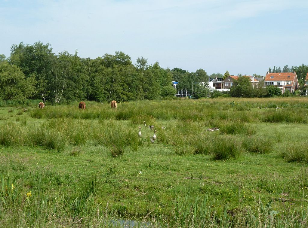 Oeverlanden De Poel - Amsterdam