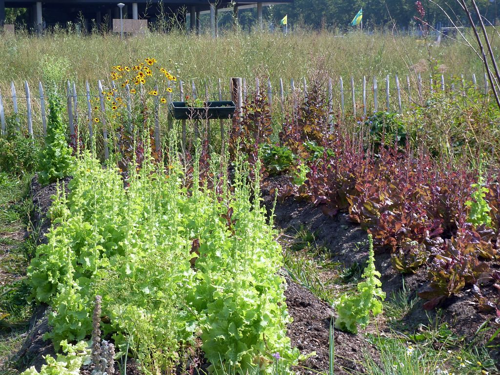 Tijdelijk Park Zuidas - Amsterdam