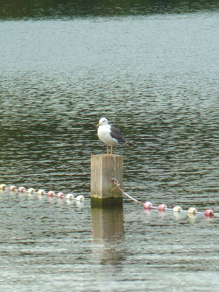 Grote Vijver - Amsterdam