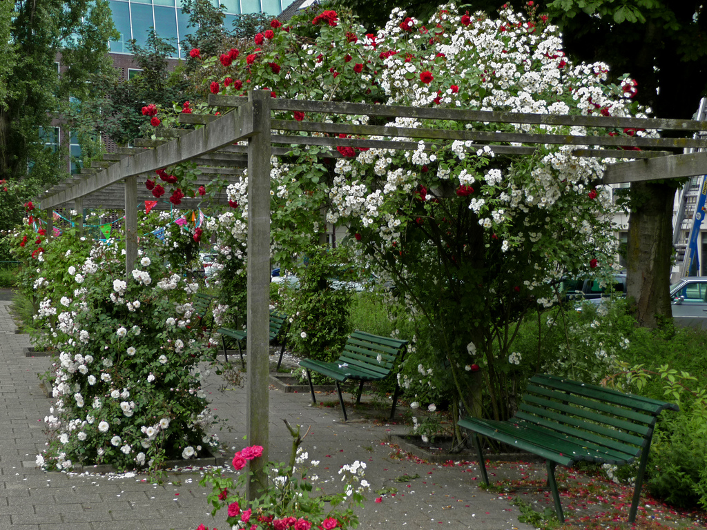 Plantage Westermanlaan - Amsterdam