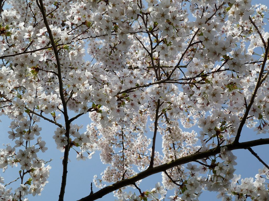 Bloesempark - Amsterdam