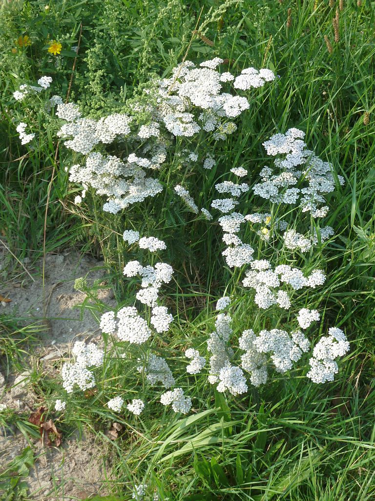 De Boelelaan - Amsterdam