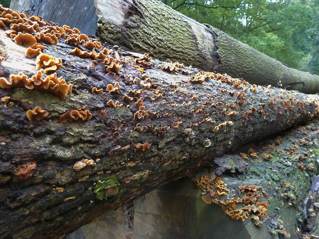 Paddestoelen - Amsterdam