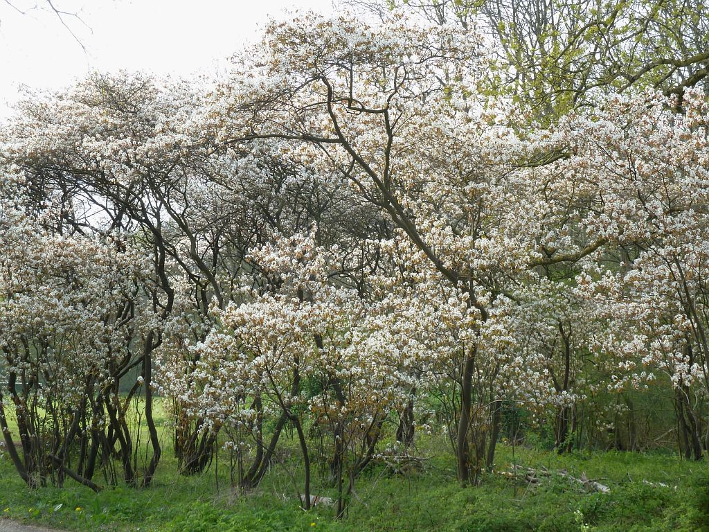Klein Kinderbad - Krentenboom - Amsterdam