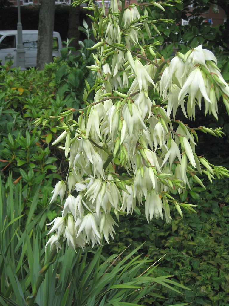 Apollolaan - Amsterdam