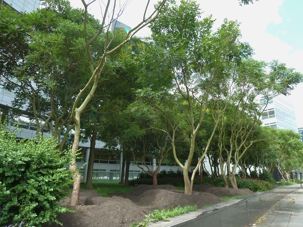 Aanleg Fietsenstalling Gustav Mahlerplein - Verhuizing bomen - Amsterdam