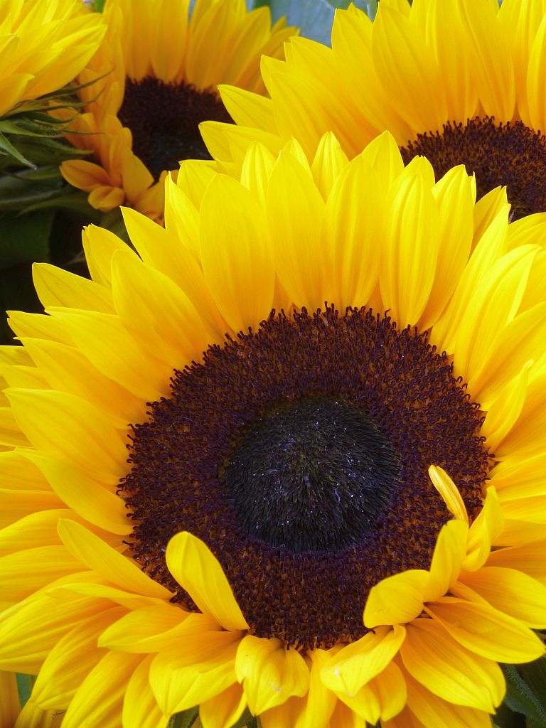 Van Gogh Museum - 125.000 Zonnebloemen ivm Opening Entree - Amsterdam