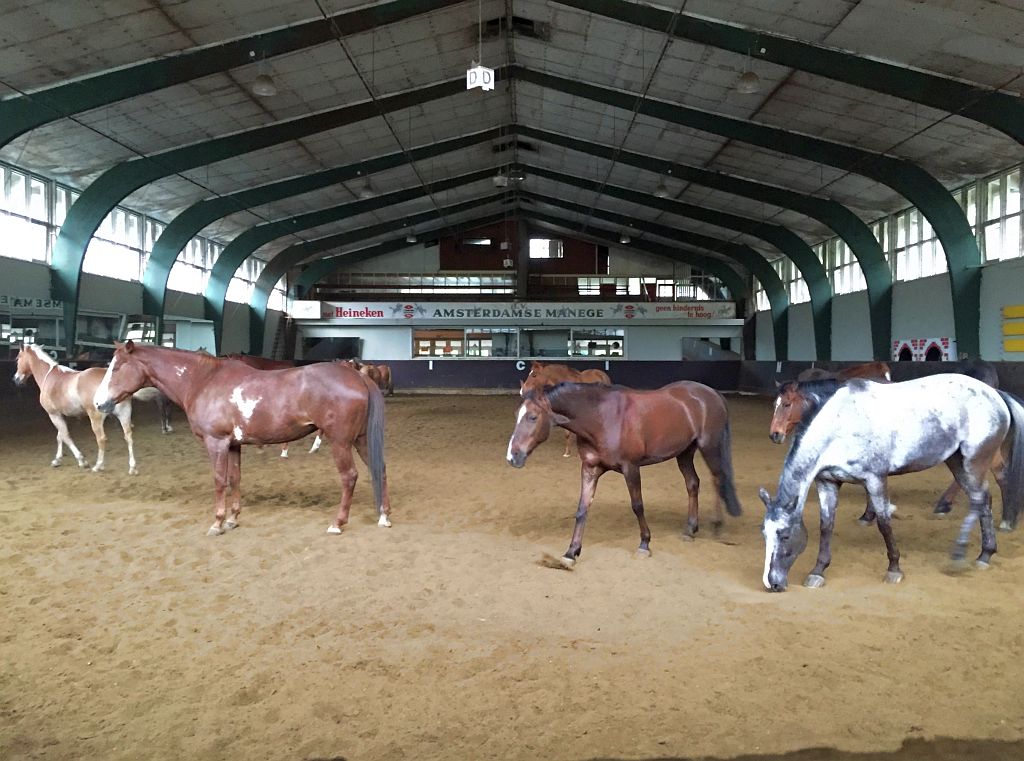 De Amsterdamse Manege - Amsterdam