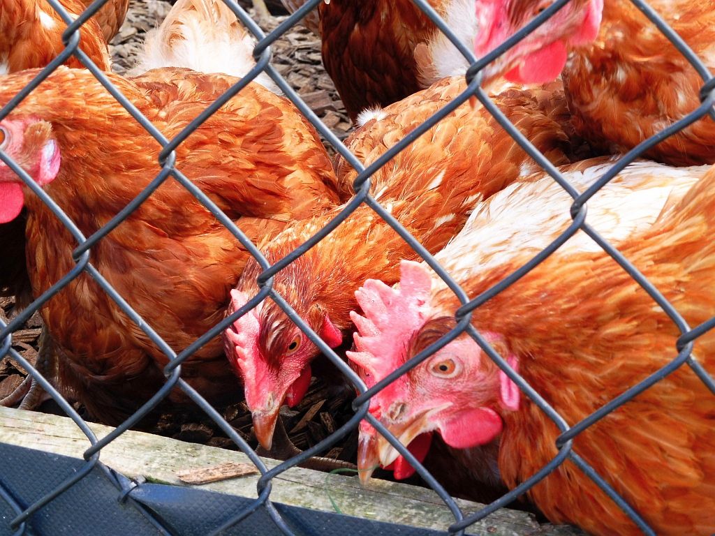 Mini Rondeel 't Ei-land - Amsterdam