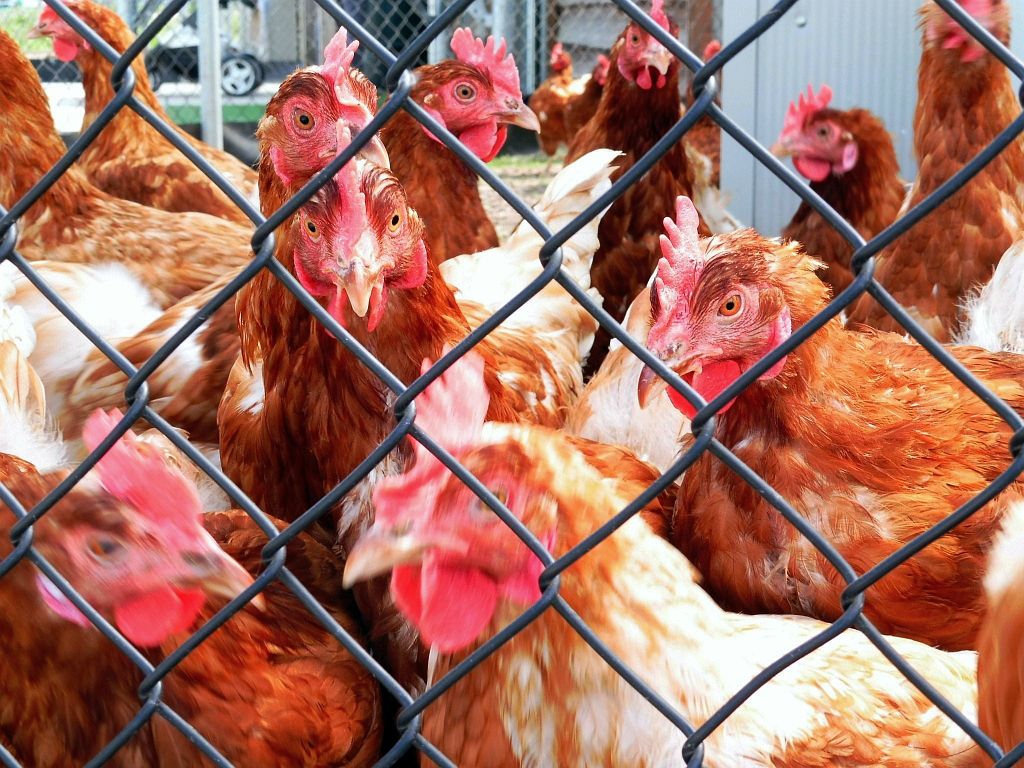 Mini Rondeel 't Ei-land - Amsterdam