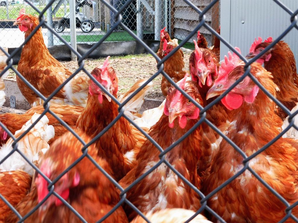 Mini Rondeel 't Ei-land - Amsterdam