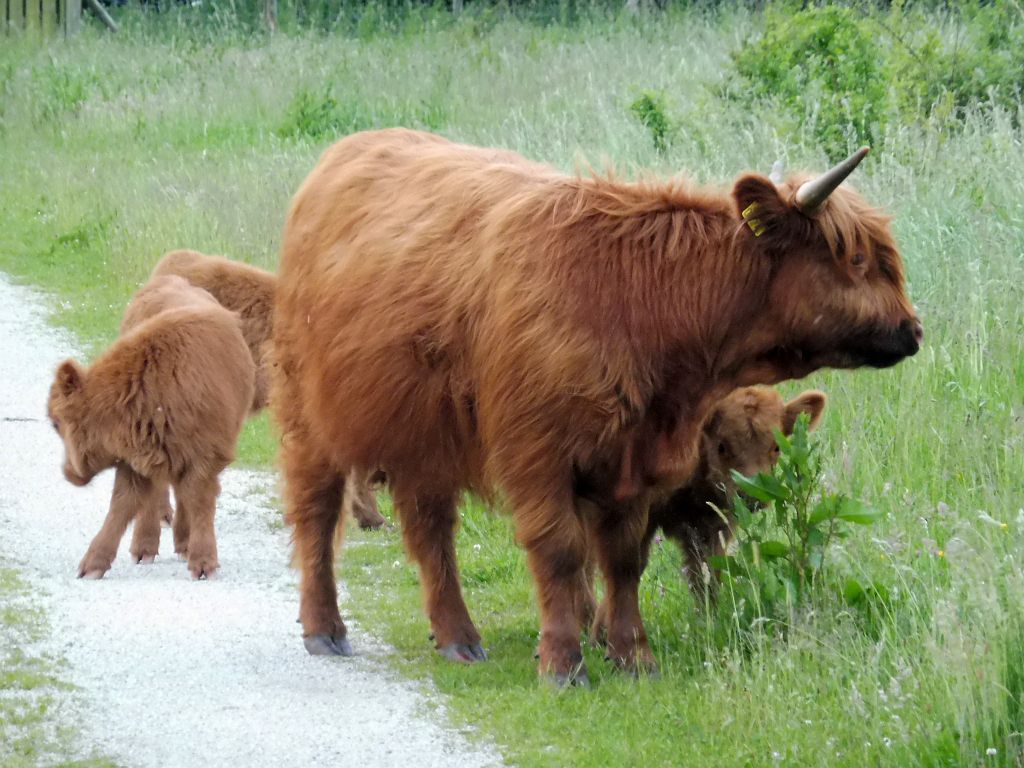 Schotse Hooglanders - Amsterdam