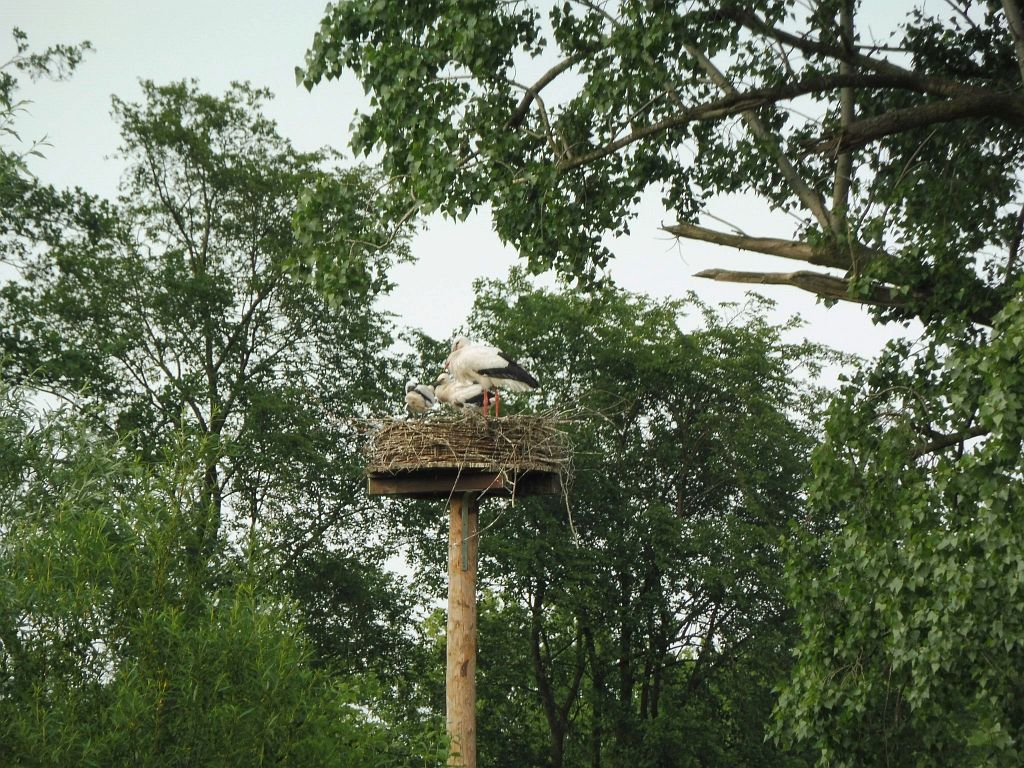 Schapenweide - Ooievaars - Amsterdam