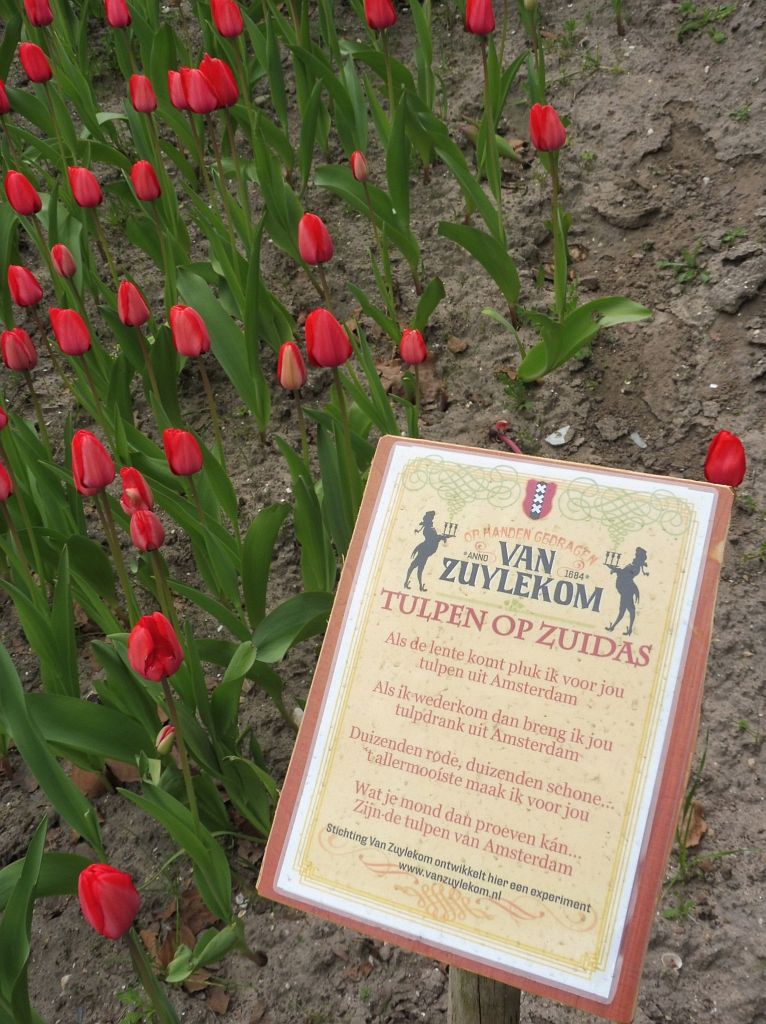 Beethovenstraat - Tulpen op Zuidas - Amsterdam