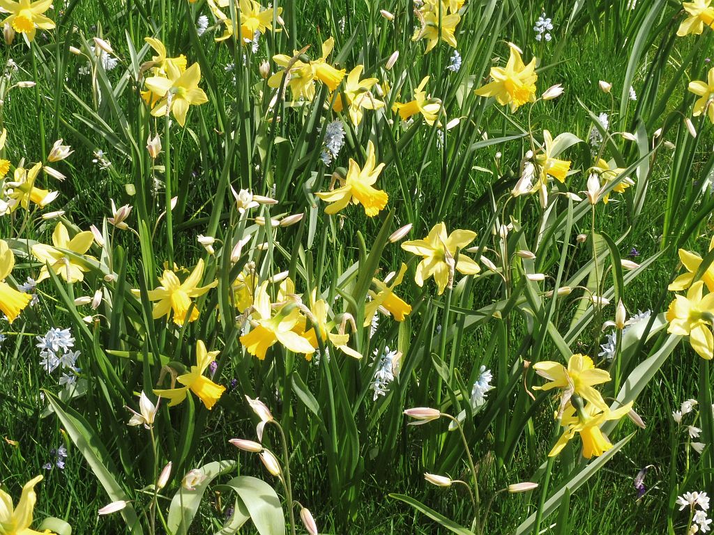 Gustav Mahlerplein - Narcissen - Amsterdam