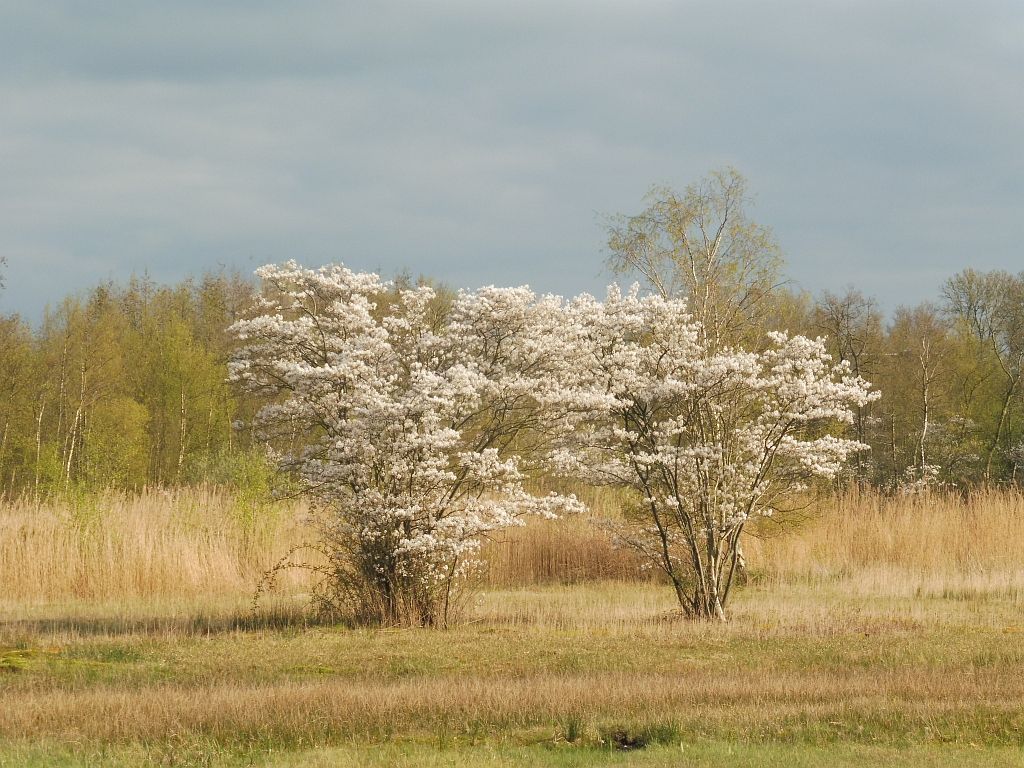 Oeverlanden De Poel - Amsterdam
