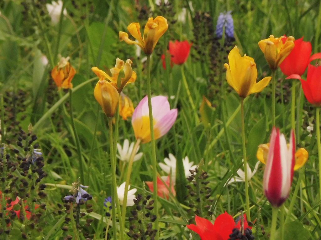 Bosbaanweg - Amsterdam