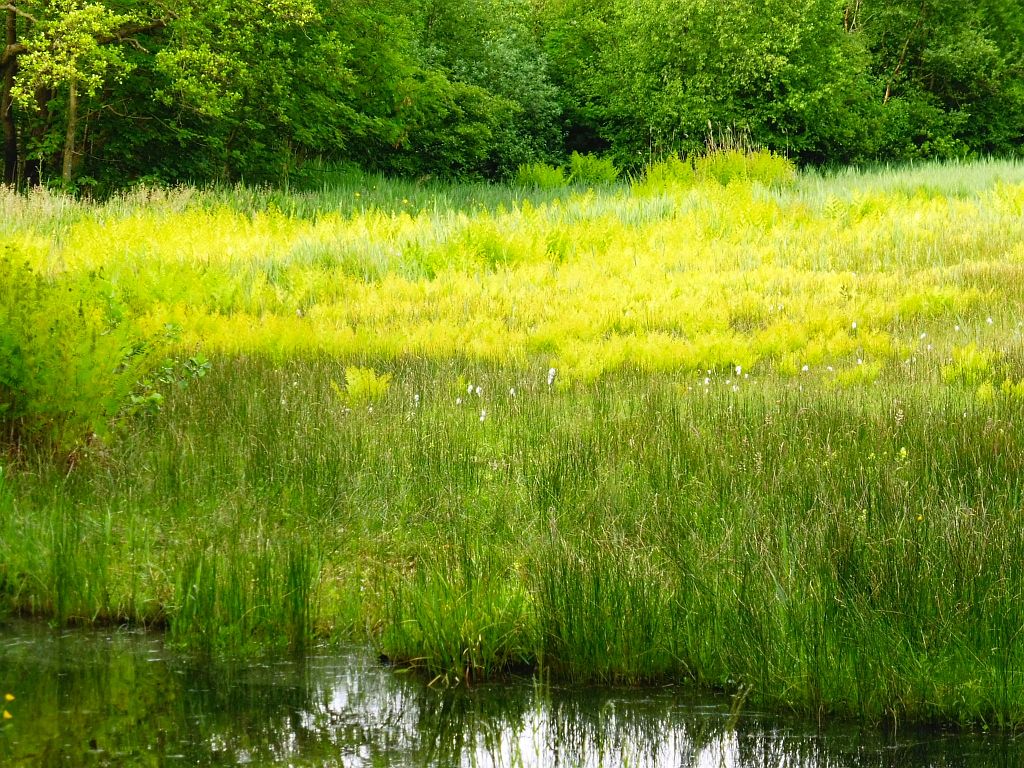 Oeverlanden De Poel - Amsterdam