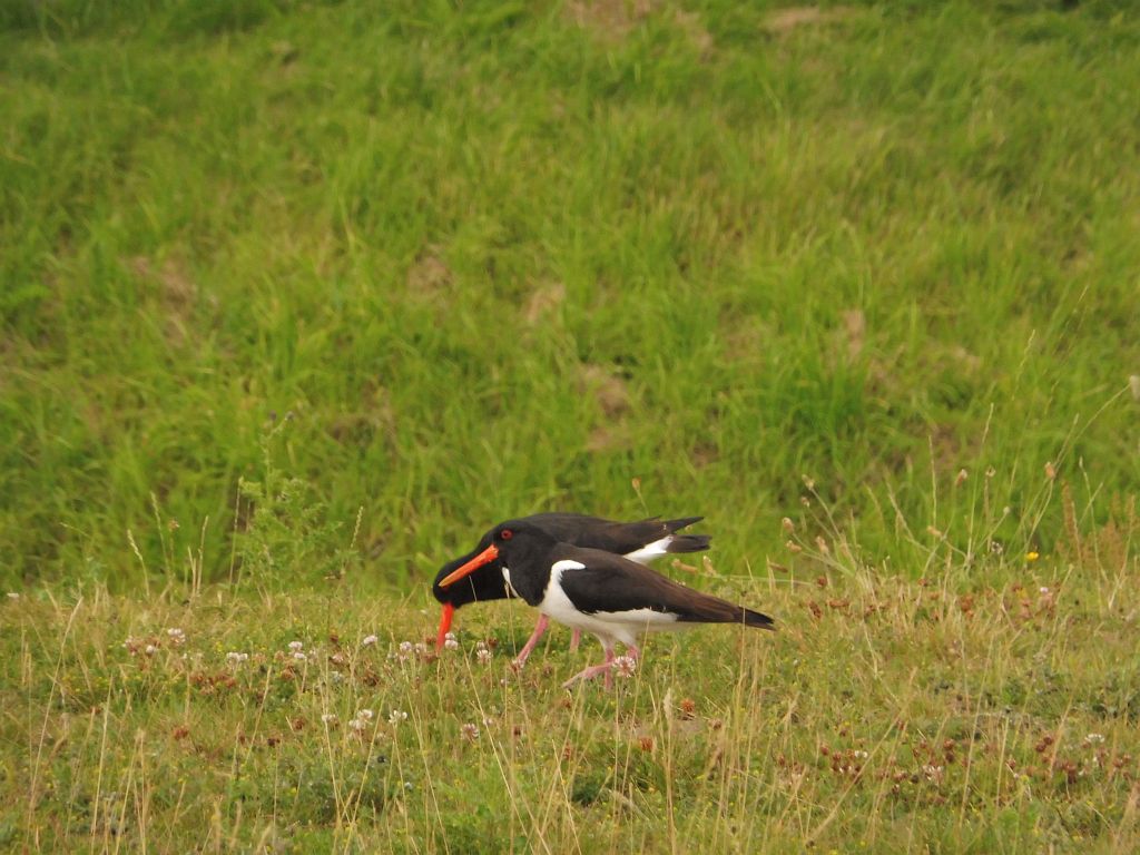 Spottersplaats Buitenveldertbaan - Amsterdam