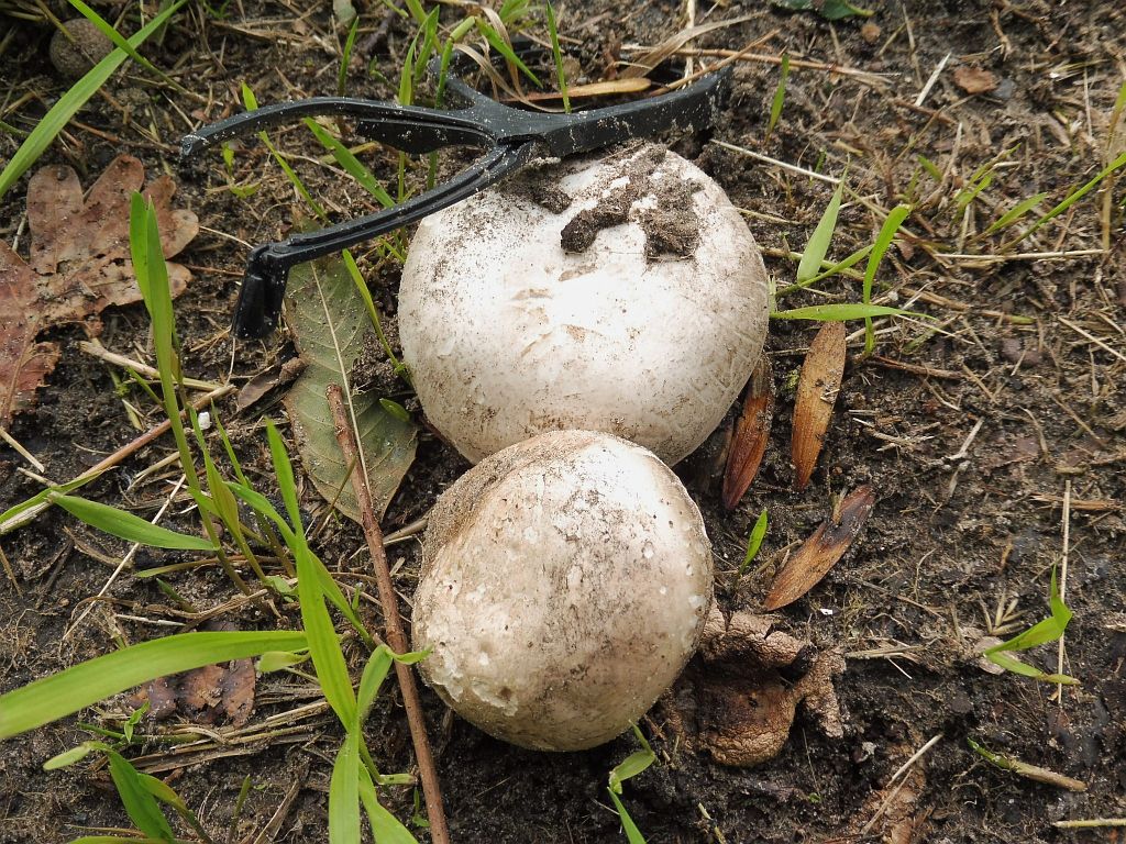 Spoorslag - Paddestoelen - Amsterdam