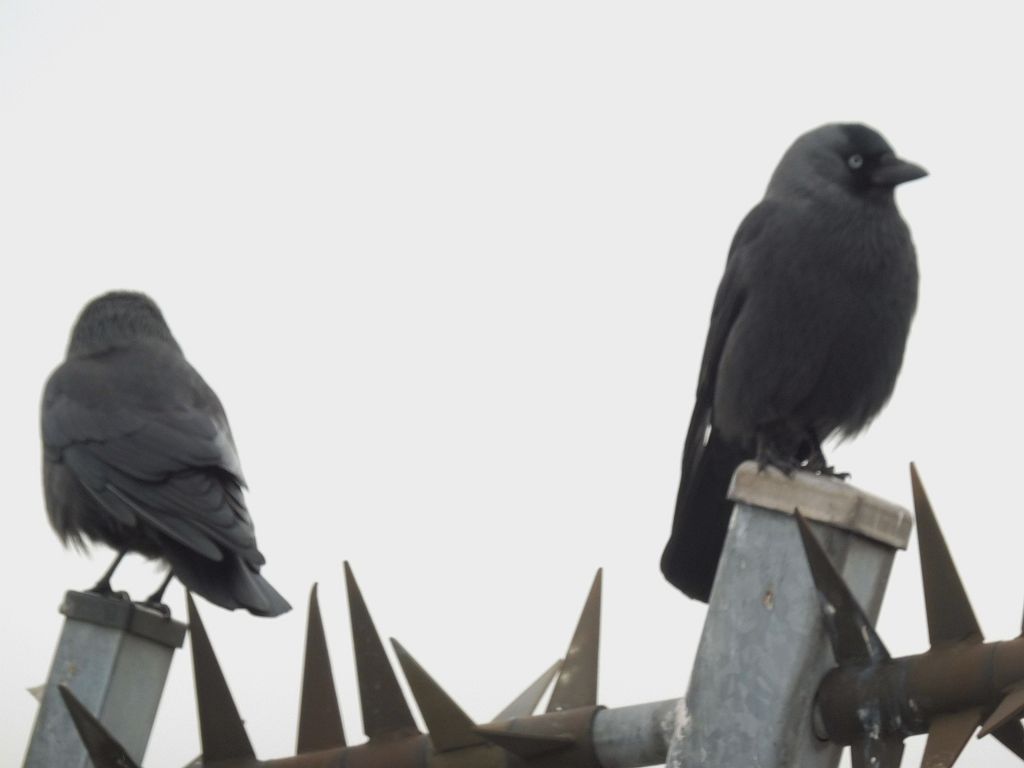 Panoramaterras - Amsterdam